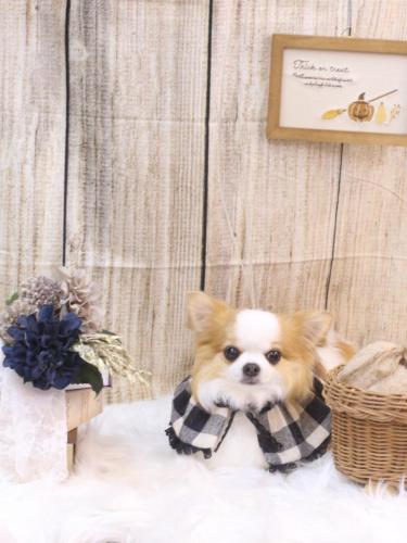 20241011りくくん